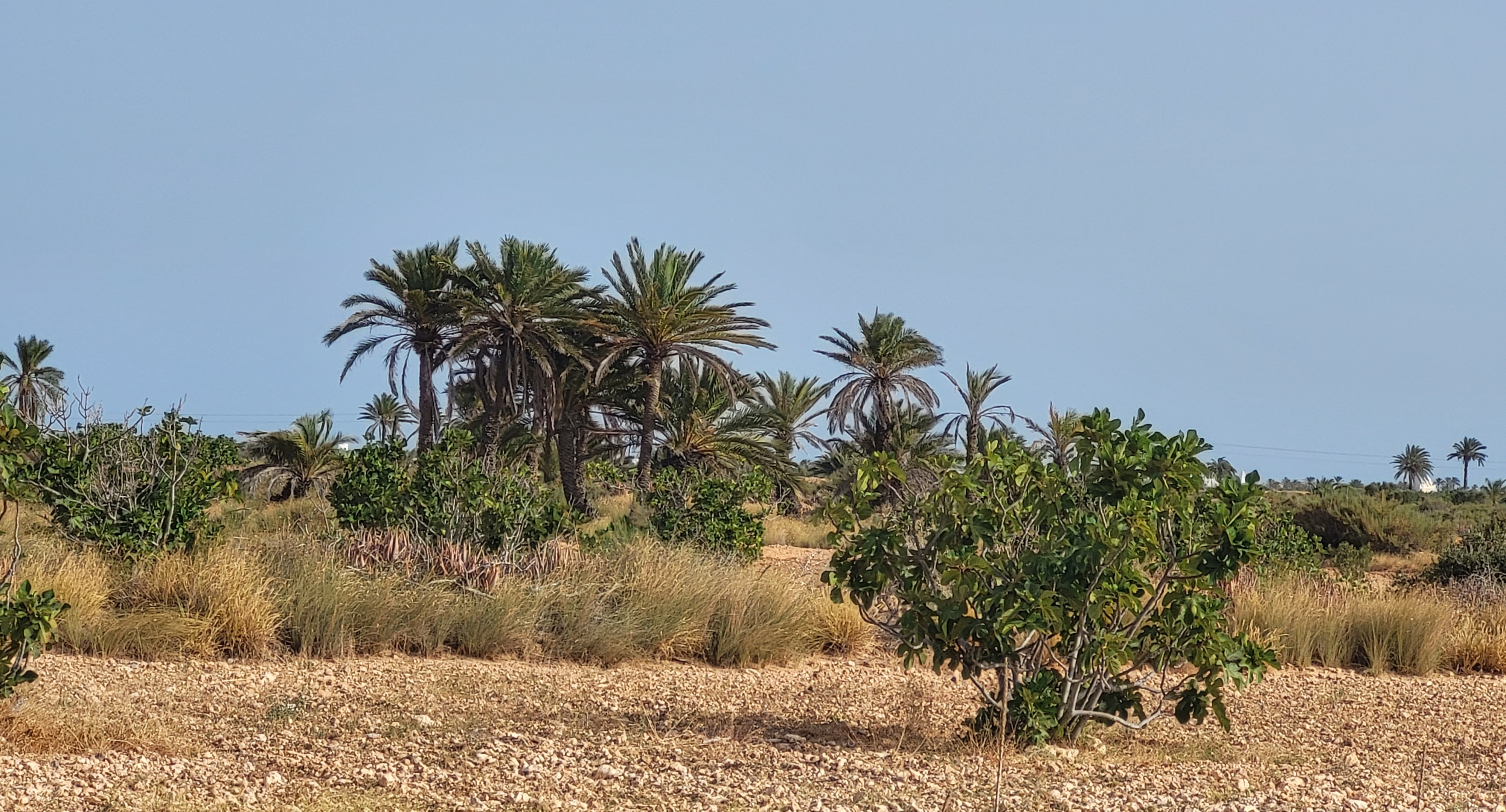 Paysage naturel préservé de l'archipel de Kerkennah